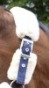 Kantar Teddy - EQUITHEME